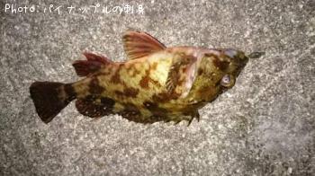 カサゴ