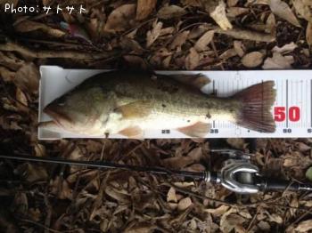 ブラックバス