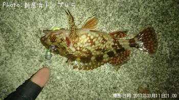 カサゴ