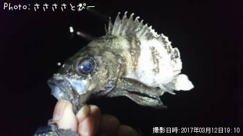 メバル