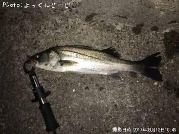 シーバス