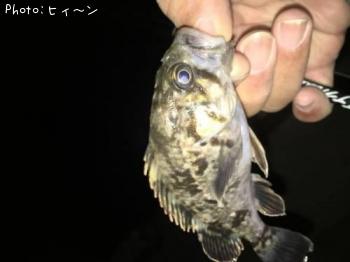 ターケノコメバール