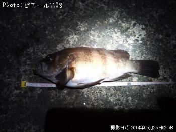 メバル