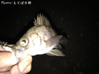 メバル
