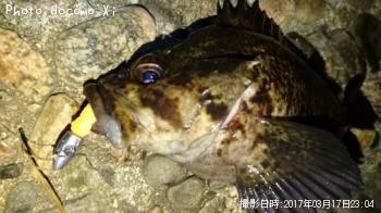メバル