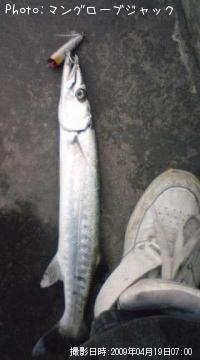 カマス