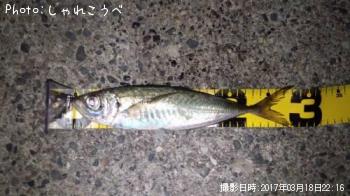 アジ