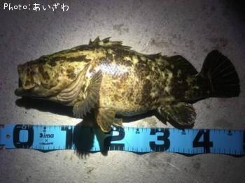 ベッコウ