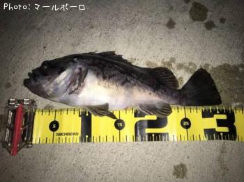 クロソイ
