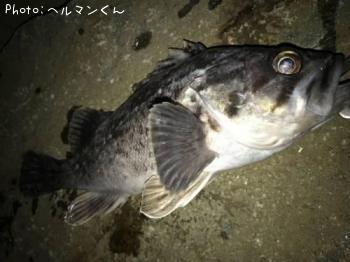 クロソイ
