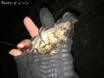 タケノコメバール