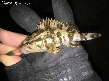 タケノコメバル