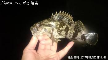 タケノコメバル