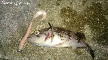 クロソイ
