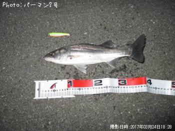 シーバス