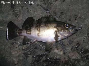 メバル