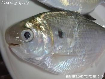 アシチン【リュウキュウドロクイ】