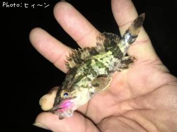 タケノコメバル
