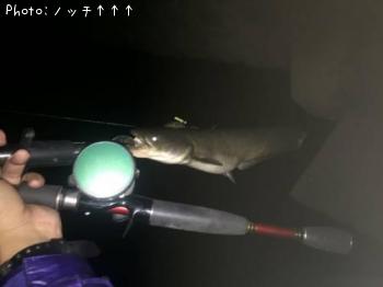 ナマズ