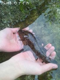タケノコメバル