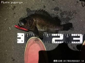 メバル