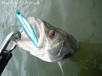シーバス