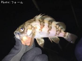 メバル