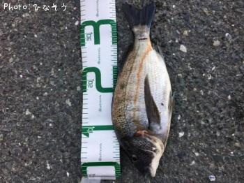 クロダイ