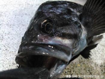 クロソイ