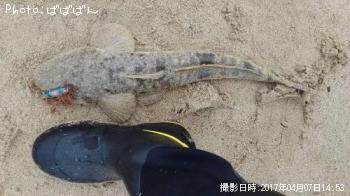 マゴチ