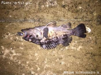クロソイ