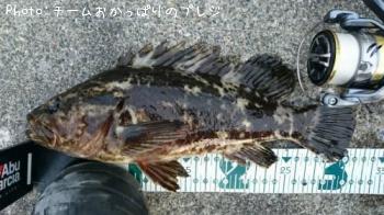 タケノコメバル