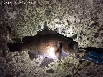 メバル