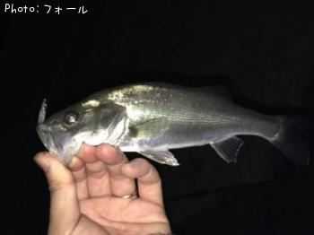シーバス