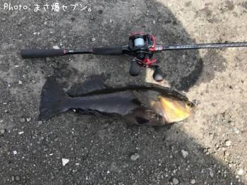 アイナメ
