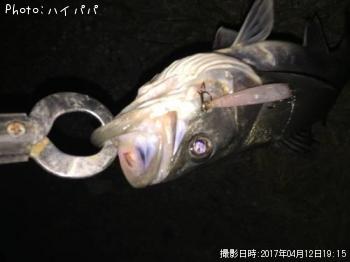 シーバス