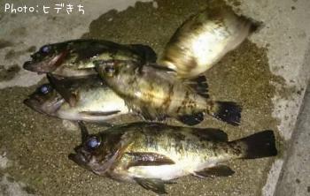 メバル