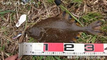 ヌマガレイ