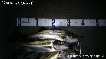 シーバス