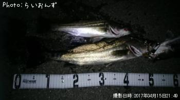 シーバス