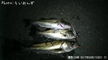シーバス