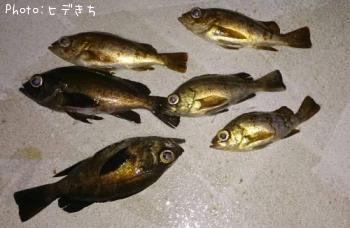 メバル