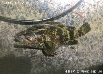 タケノコメバル