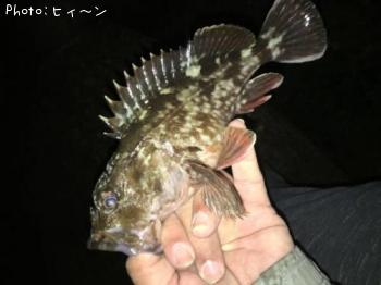 ガシラ