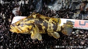 タケノコメバル