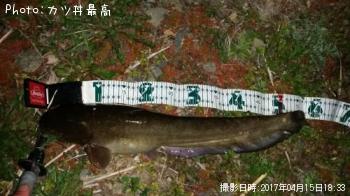 ナマズ