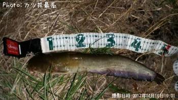 ナマズ