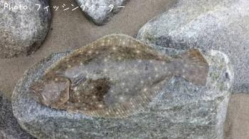 ヒラメ