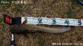 ナマズ