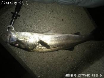 シーバス